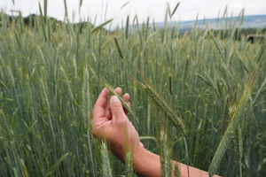 Cultures céréalières: rassembler les agriculteurs qui produisent sans pesticides